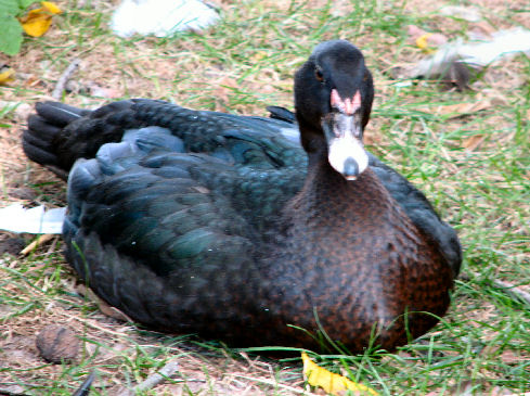 Black Muscovy Duck